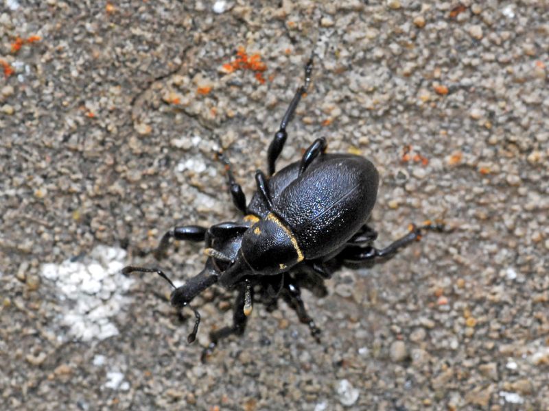 Una coppietta di Curculionidi su un muro; Liparus coronatus